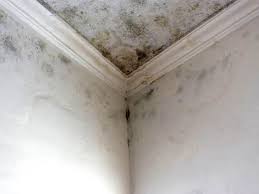 Best Water Damage & Mold Remediation  in Reedsville, WI